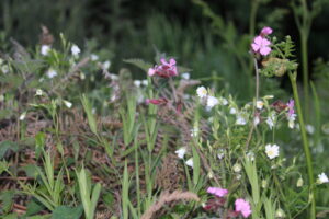 fleurs